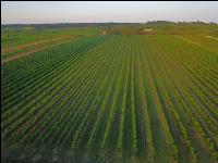 Vineyard in August 3