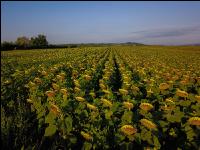 Sonnenblumen Fruchtentwicklung