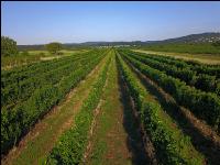 Vineyard in August 2