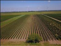 Vineyard in August 1