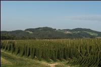 Hopfen 14