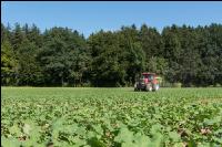 Raps Herbstdüngung 15