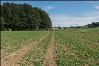 Raps Herbstdüngung 17