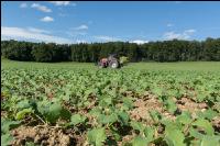 Raps Herbstdüngung 16