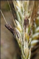 ergot rye 2