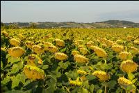 Sonnenblumen Fruchtentwicklung