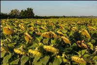 Sonnenblumen Fruchtentwicklung
