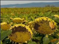 Sonnenblumen Fruchtentwicklung