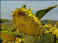 Sonnenblumen Fruchtentwicklung