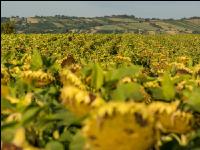 Sonnenblumen Fruchtentwicklung