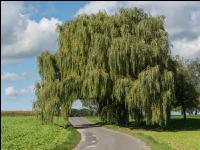 Trauerweide 2