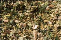 Shredlage Maissilage 7