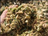 Shredlage Maissilage 6