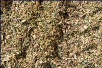 Shredlage Maissilage 5