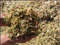 Shredlage Maissilage 4