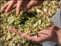 Shredlage Maissilage 1