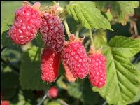 Taybeeren 6