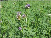 Blue lucerne 6