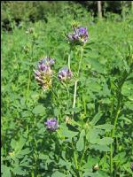 Blue lucerne 5
