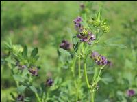 Blue lucerne 4
