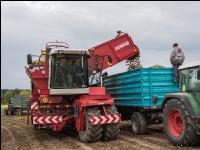 Industriekartoffel Ernte 92