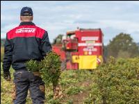 Industriekartoffel Ernte 74