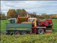 Industriekartoffel Ernte 71