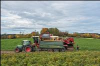 Industriekartoffel Ernte 70