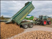 Industriekartoffel Ernte 65