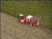 Industriekartoffel Ernte 59