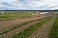 Industriekartoffel Ernte 55