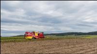 Industriekartoffel Ernte 51