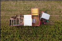 Industriekartoffel Ernte 46