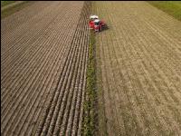 Industriekartoffel Ernte 44