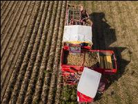 Industriekartoffel Ernte 43