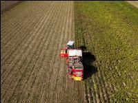 Industriekartoffel Ernte 42