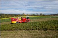 Industriekartoffel Ernte 40