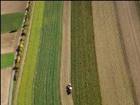 Industriekartoffel Ernte 39
