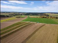 Industriekartoffel Ernte 38