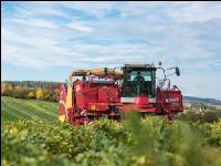 Industriekartoffel Ernte 35