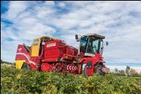 Industriekartoffel Ernte 34