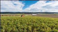 Industriekartoffel Ernte 32