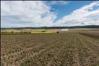 Industriekartoffel Ernte 31