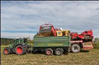 Industriekartoffel Ernte 24