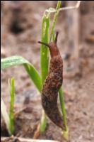 Ackerschnecke Getreide 1