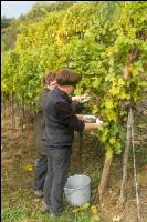 Weinlese Wachau 27