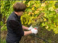Weinlese Wachau 26