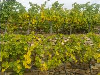 Weinlese Wachau 25