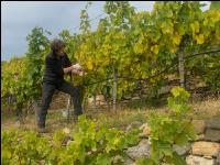 Weinlese Wachau 24