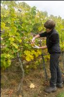 Weinlese Wachau 23